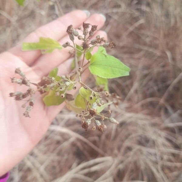 Chromolaena odorata ফুল