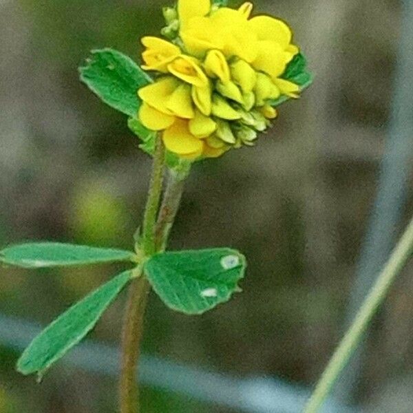 Trifolium aureum Blomst