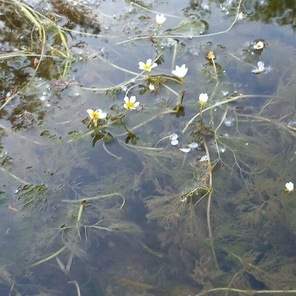 Ranunculus fluitans Elinympäristö