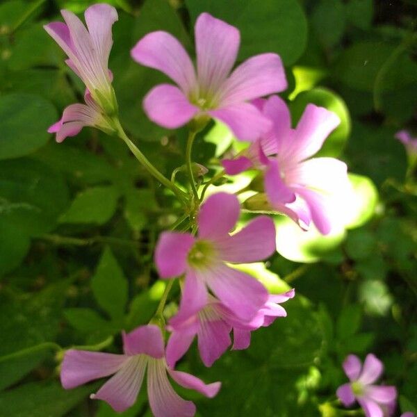 Oxalis debilis Λουλούδι