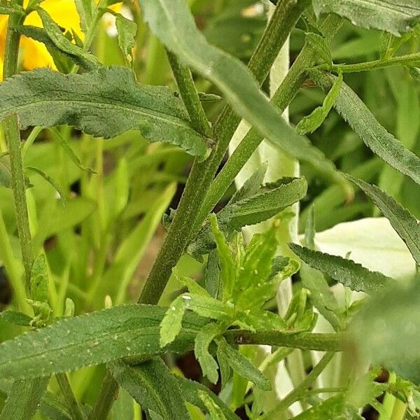 Achillea ptarmica 树皮