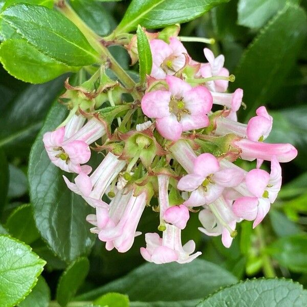 Escallonia rubra ফুল