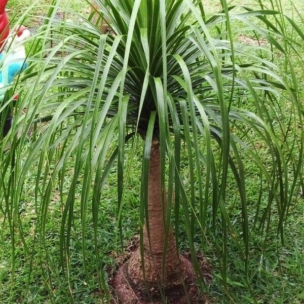 Beaucarnea recurvata Blatt