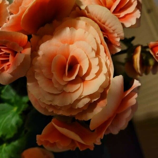 Begonia grandis Flower