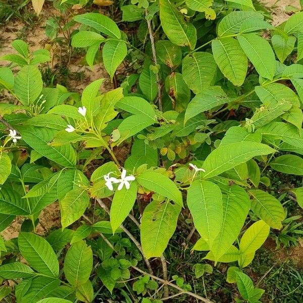 Holarrhena pubescens Liść