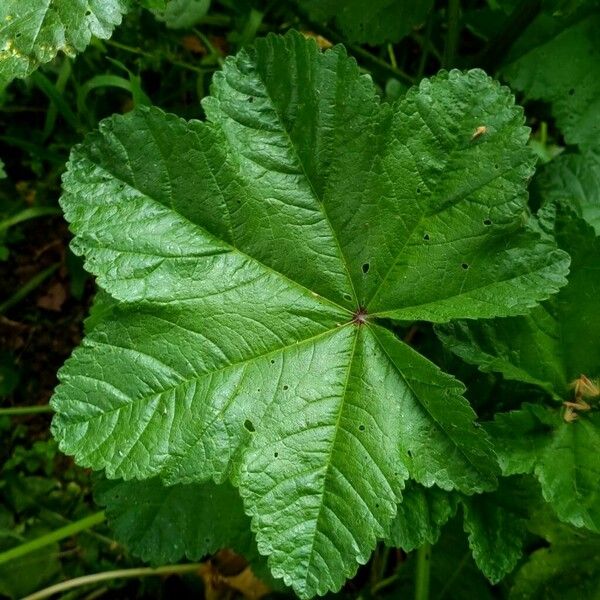 Malva verticillata Leaf