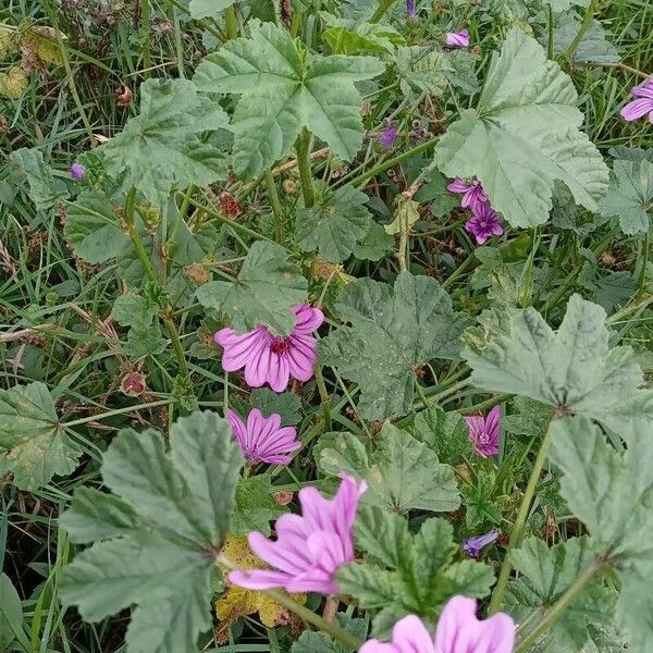 Malva sylvestris ശീലം