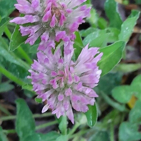 Trifolium pratense Blomst