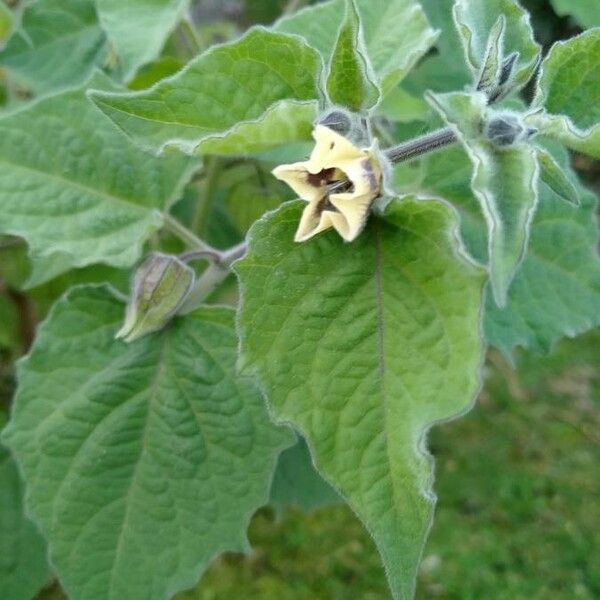 Physalis peruviana Blomma