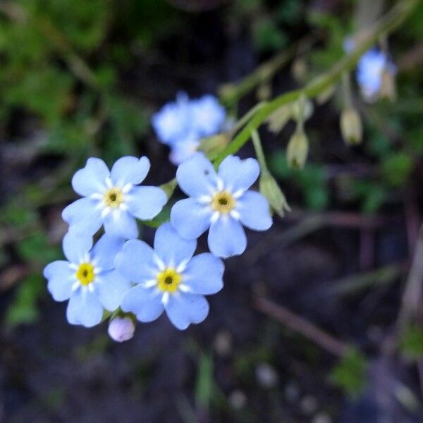 Myosotis scorpioides 花