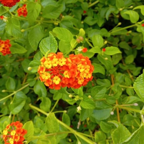 Lantana × strigocamara Blomma