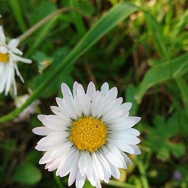 Bellis annua Квітка