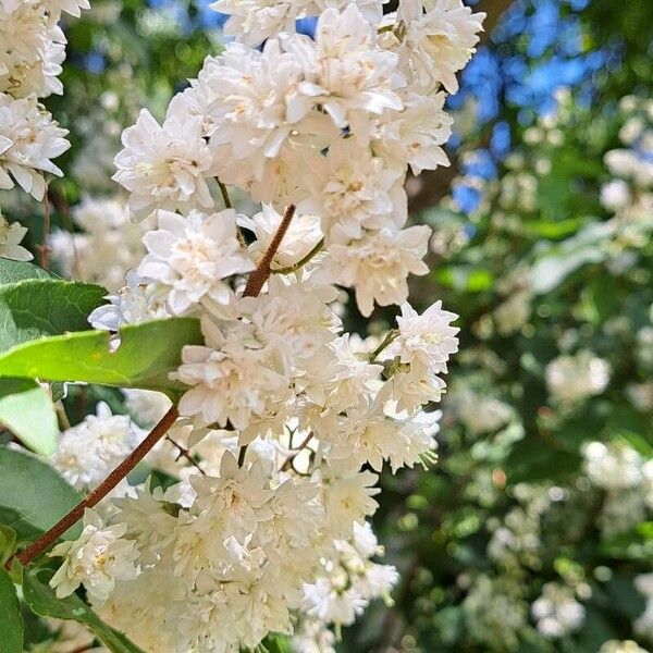 Deutzia crenata Kukka