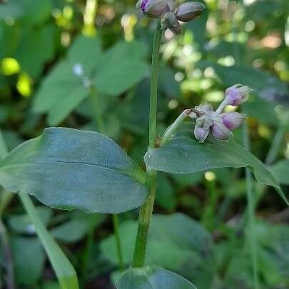 Callisia diuretica Inny