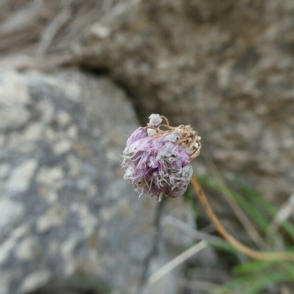 Allium senescens Flors