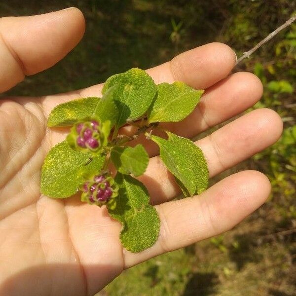 Lantana involucrata Other