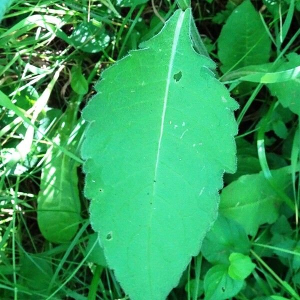 Knautia dipsacifolia Лист