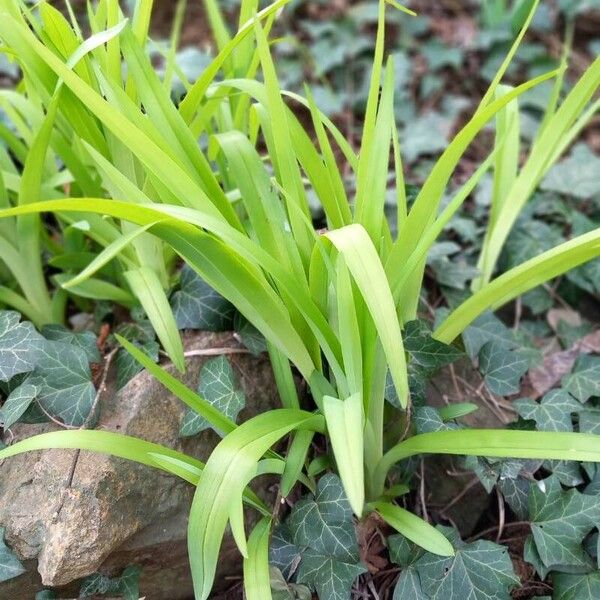 Hemerocallis fulva Leaf