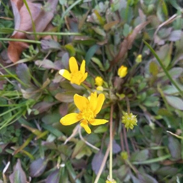 Ranunculus fascicularis Flower