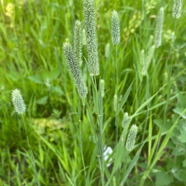 Phleum pratense Хабит