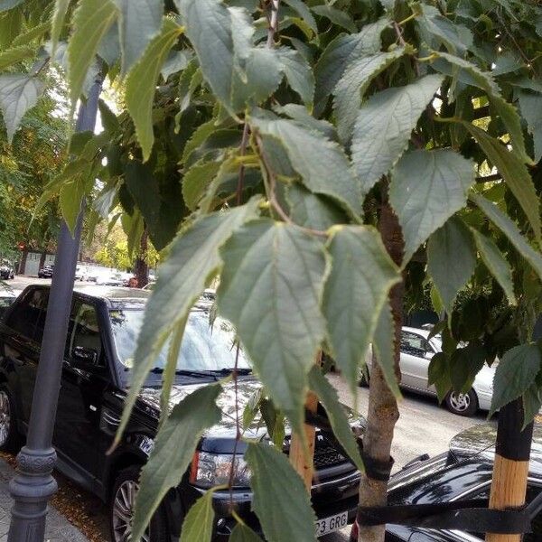 Celtis australis Feuille