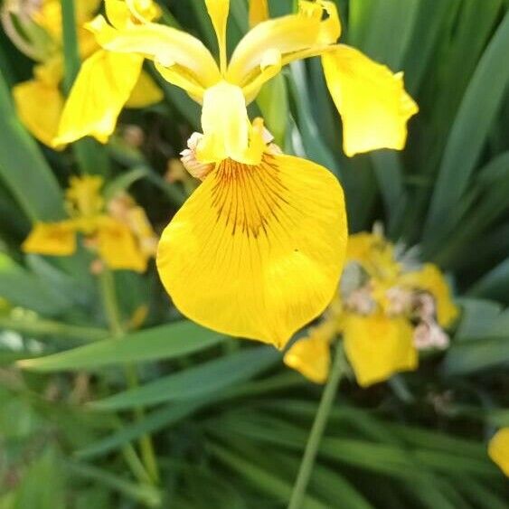 Iris pseudacorus Flower