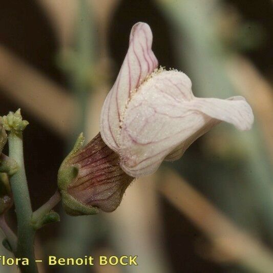 Acanthorrhinum ramosissimum Flower