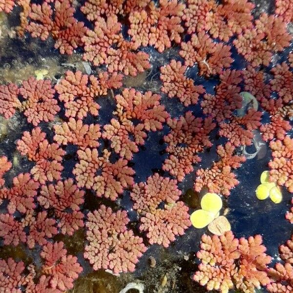 Azolla filiculoides Φύλλο