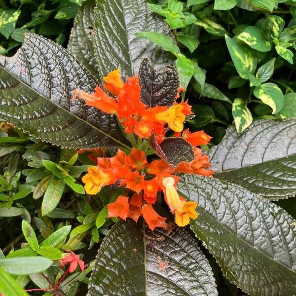 Chrysothemis pulchella Flor