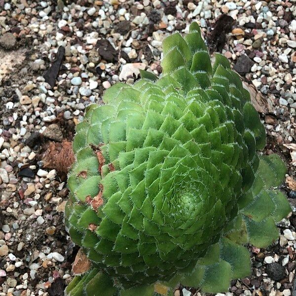 Aeonium tabulaeforme Hábito