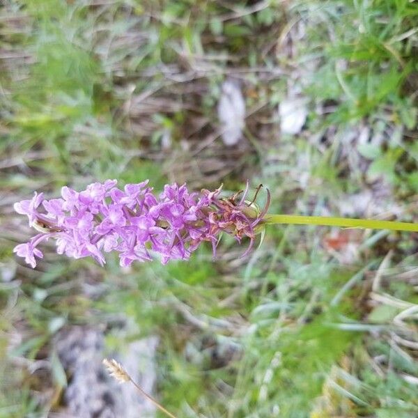 Gymnadenia conopsea Flor