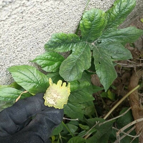 Dorstenia contrajerva Leaf