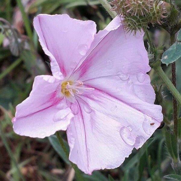 Convolvulus cantabrica Кветка