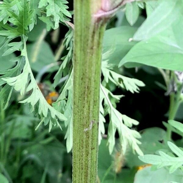 Parthenium hysterophorus Écorce