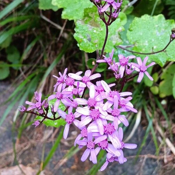 Pericallis aurita Fiore