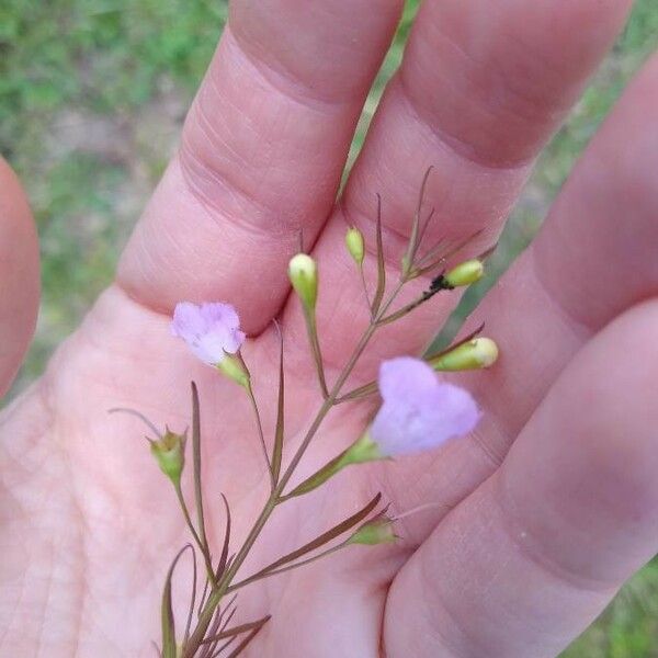 Agalinis tenuifolia ফুল