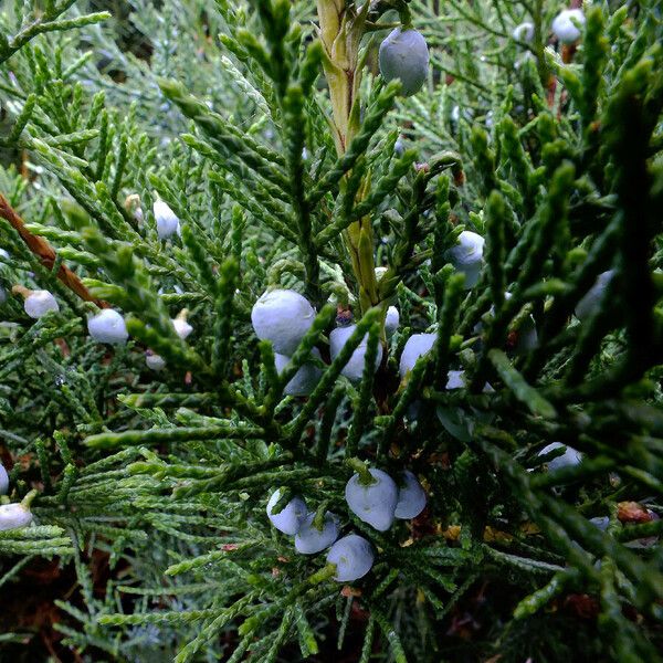 Juniperus chinensis Vrucht