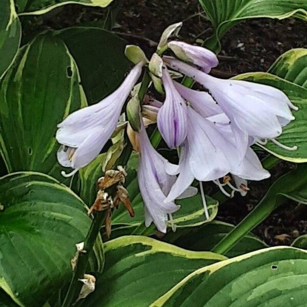 Hosta plantaginea Цветок