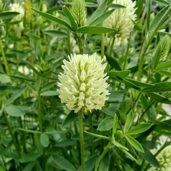 Trifolium pannonicum Flor