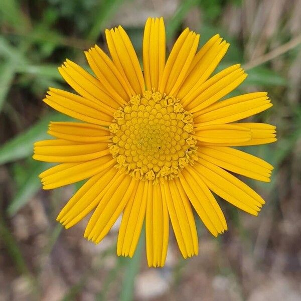 Buphthalmum salicifolium Flower