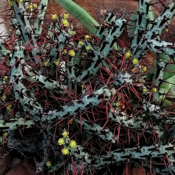 Euphorbia aeruginosa Blatt