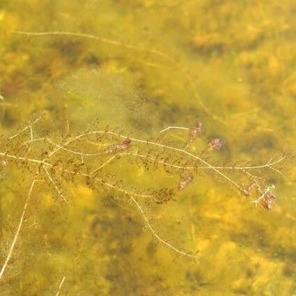 Myriophyllum alterniflorum Vivejo