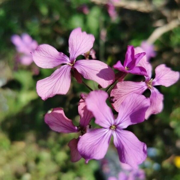 Lunaria annua Kwiat