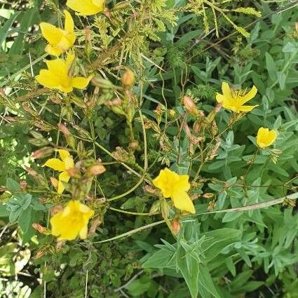 Hypericum annulatum Квітка