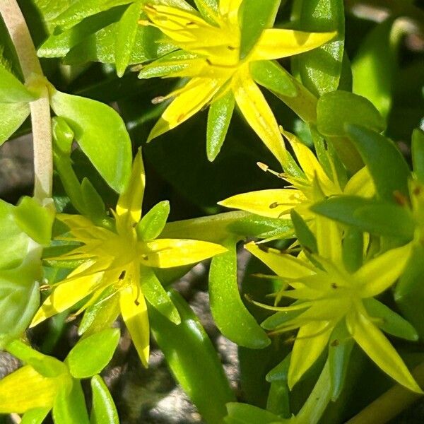 Sedum sarmentosum Flor