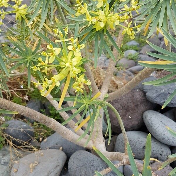 Euphorbia regis-jubae Kukka