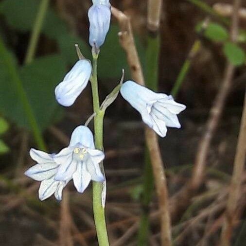 Brimeura amethystina Квітка