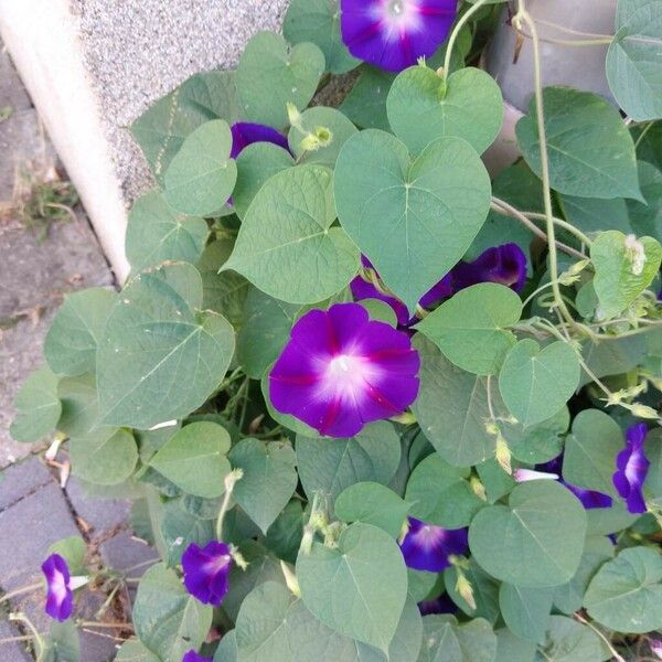 Ipomoea purpurea Virág