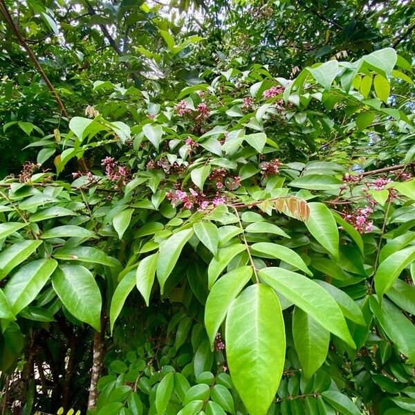 Averrhoa carambola Blatt