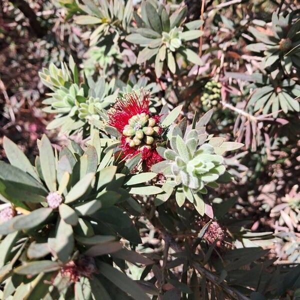 Melaleuca rugulosa Frunză